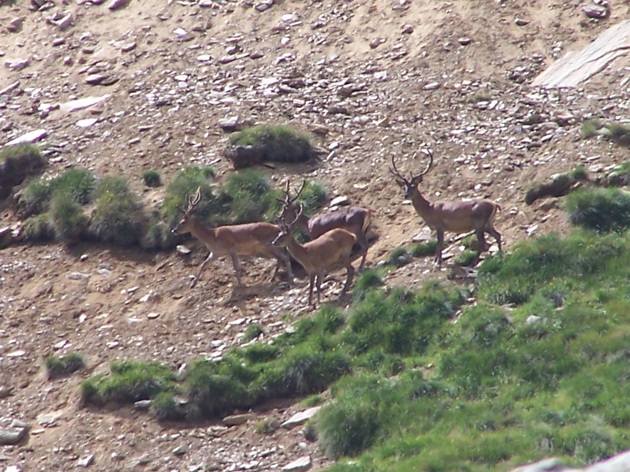 PASSIONE PER IL CERVO